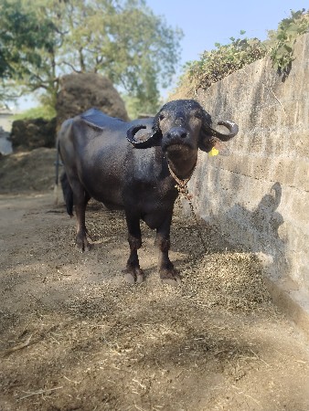 थंबनेल 2