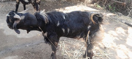 थंबनेल 3