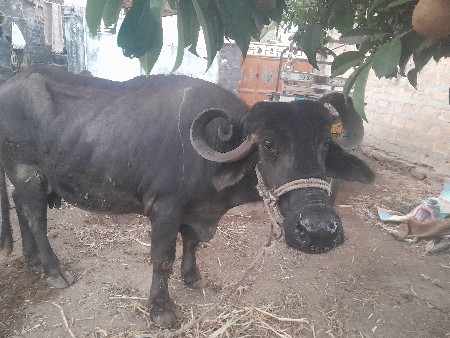 थंबनेल 3