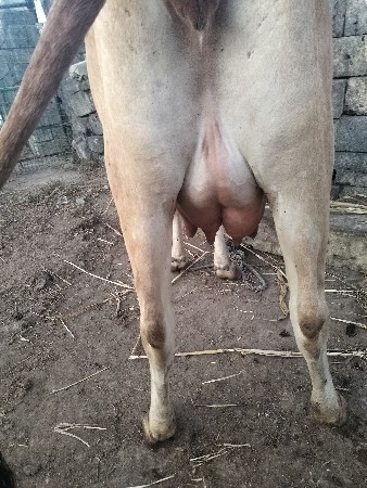 ગાય વેશવાની શે