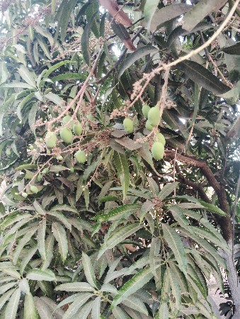 બગીચા નો ઇજારો આપવાનો છે