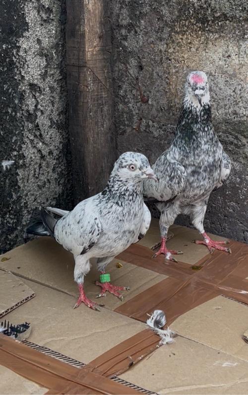 Kabutar vechvana Che