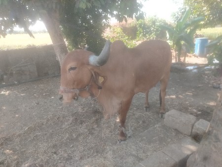 थंबनेल 2