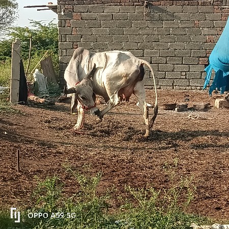 વઢીયારી હોડકી વેચવાની છે