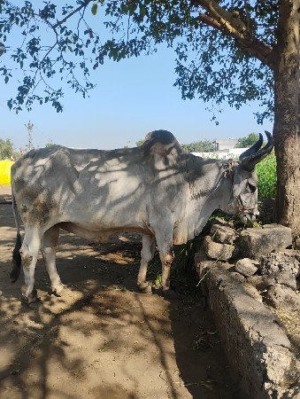 આ બળદ વેચવાનો છે