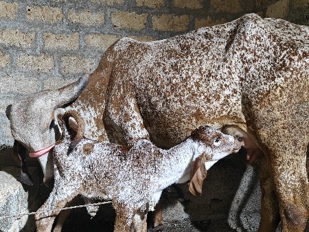 थंबनेल 3