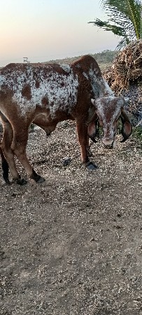 ગોઢલા વેચવાના છે