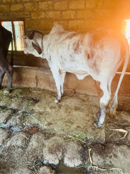 थंबनेल 2