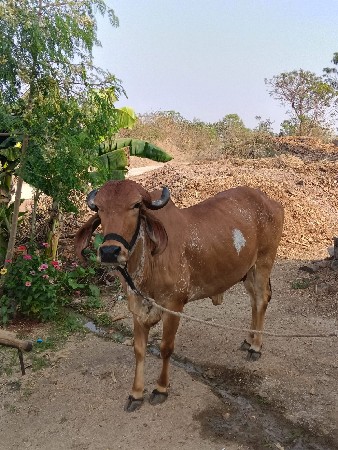 કાબરી હોડકી વેંચવા ની છે.