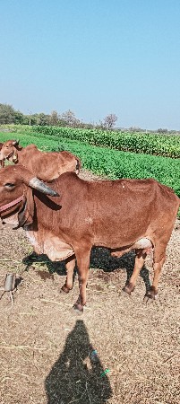 ગાય વેચવાની છે