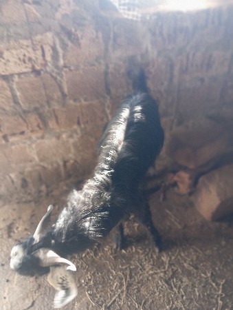 બકરો દેવાનો છે