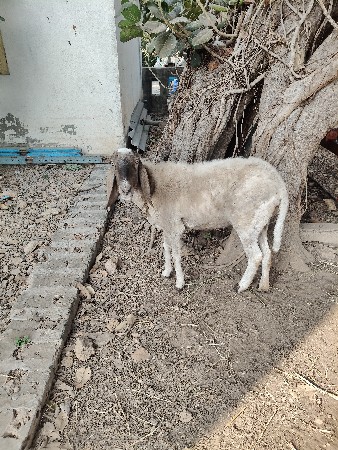 थंबनेल 2