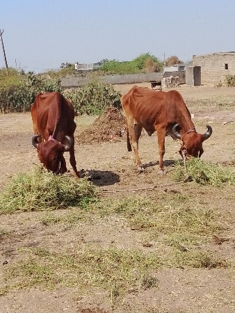 थंबनेल 2