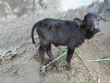 थंबनेल 3