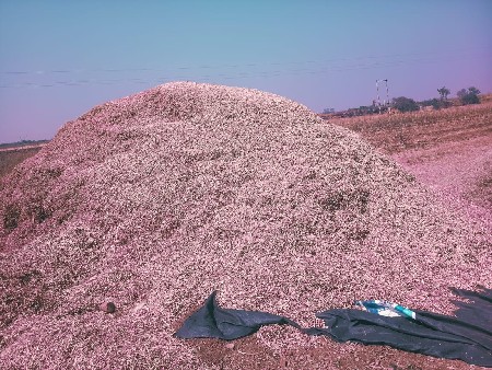 tuver no charo vesav se
22 vigha