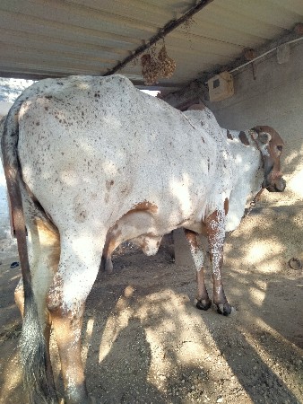 ગીર ગાય વેચવાની છે