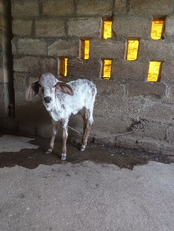 थंबनेल 3