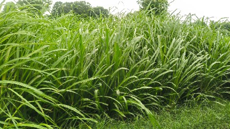 પાડી યુ લેવા ની સે