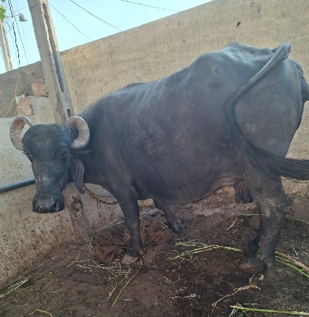 ભેંસ વેચવાની છે