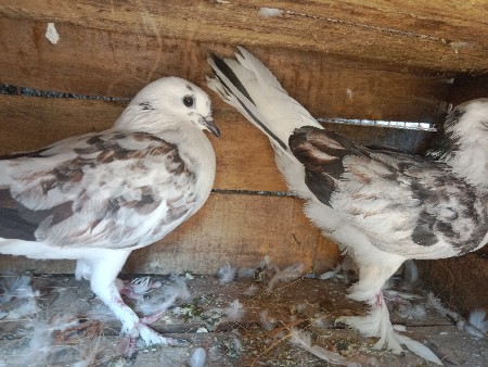 थंबनेल 2