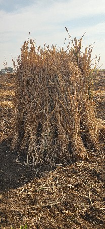 જુવાર ની નીરણ (પુરા) 6000