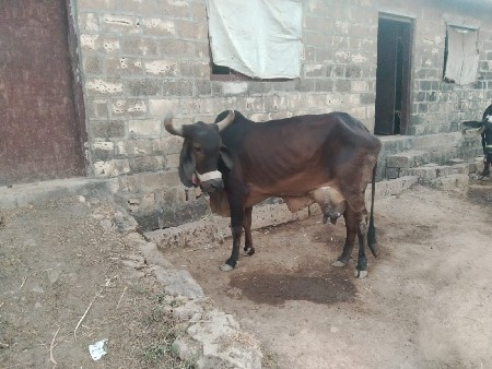 थंबनेल 2