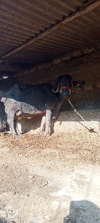 ભેંસ વેચવાની છે