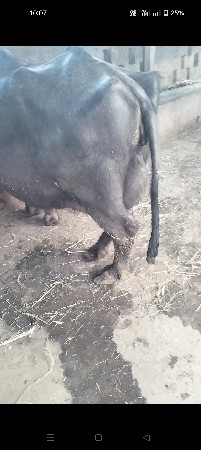 ભેંસ વેચવાની છે