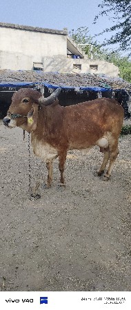 ગાય વેસવાની છે