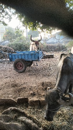 બળદ વેચવાનો છે
