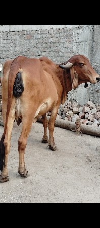 આ બંને ગાય વેચવાની છે