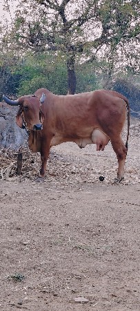 थंबनेल 3