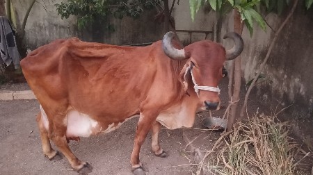 थंबनेल 3