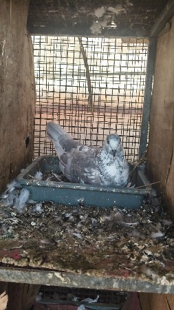 3 જોડી ઈંડા ચાલુ