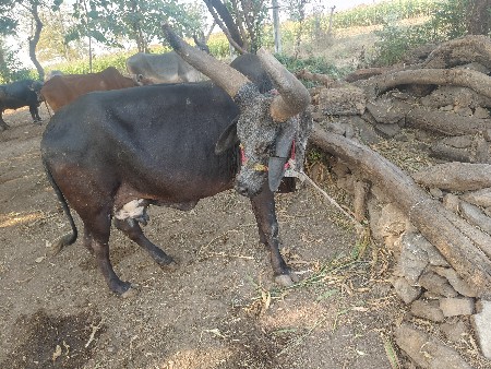 थंबनेल 2