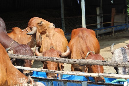 થંબનેલ 2