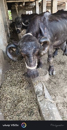 આ ભેસ વેચવા ની છે