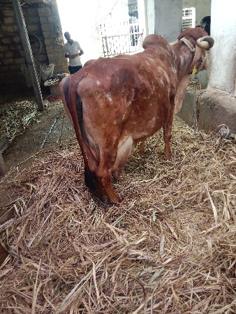 ગીરગાય વેચવાની છે