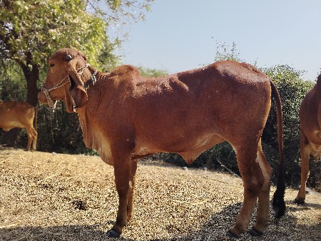 થંબનેલ 3