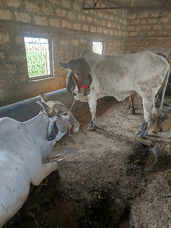 थंबनेल 3