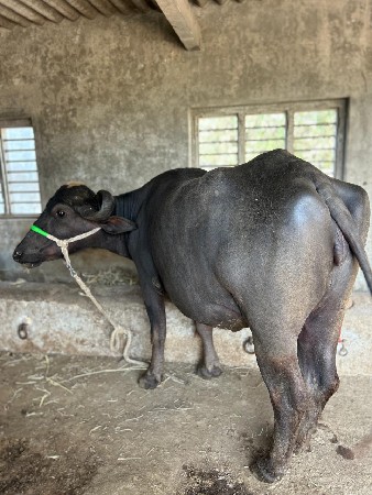 थंबनेल 2