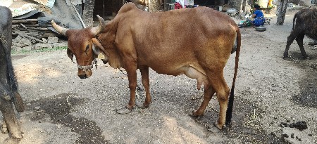 દેવાની કોઇ છે