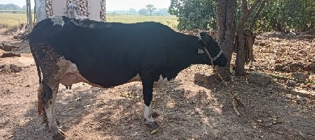 hf ગાય વેચવા ની સે