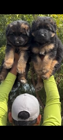 જર્મન શેફર્ડ