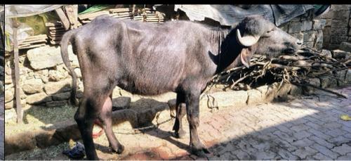 ખળેલી વેચવાની છે