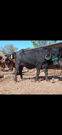 ખડેલો   પાડો