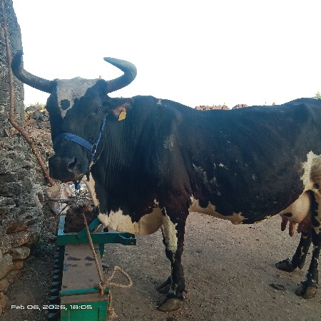 એચ એફ ગાય વેચવાની છે.