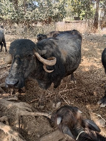 દવામાં સોજી સાવ