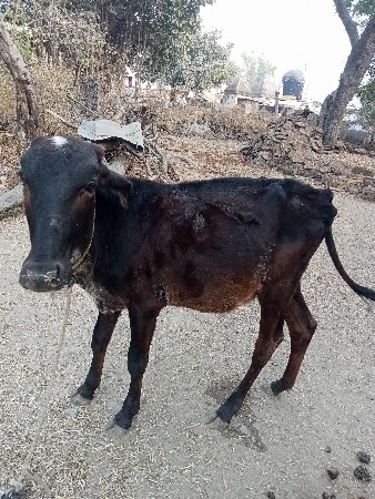 ગીકોસ ની વાસડી