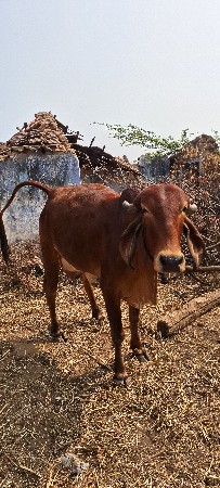 थंबनेल 3